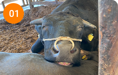 牛にとってストレスの少ない環境づくり