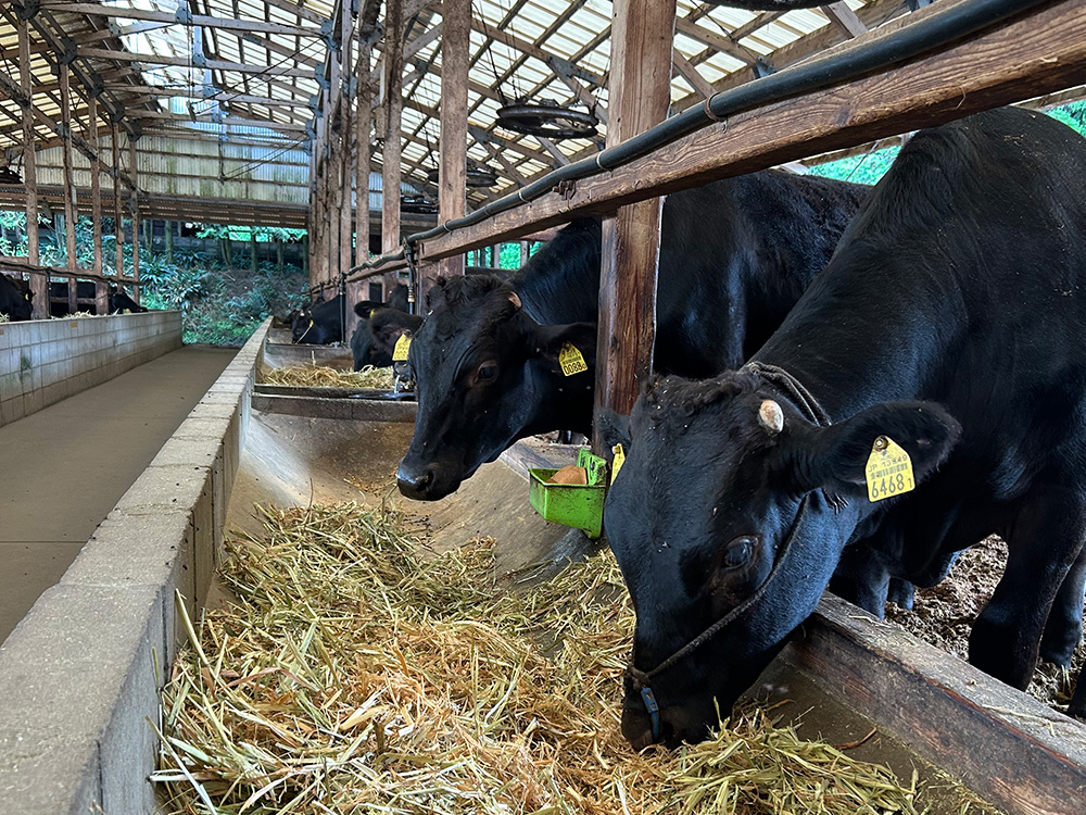 牛にとってストレスのない環境づくり