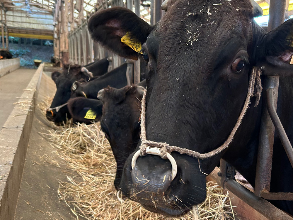 川越から出荷される和牛の98％以上はA5、A4ランク！